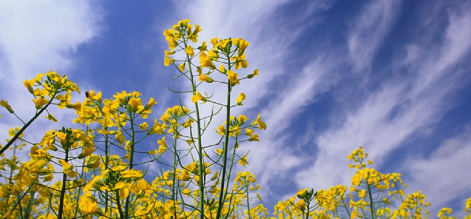葬儀のあと遺影額は自宅に飾られます